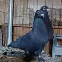 کفتر زاغ بترکون