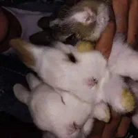 خرگوش موجود است