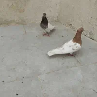 یک جفت کله ای