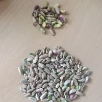 خ مغز پسته و فروش