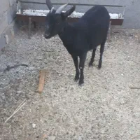 یکعددشیرمو..مورسیاهسانناصلفروشی|حیوانات مزرعه|قائن, |دیوار