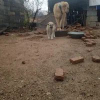 ماده سرابی پدرش عراقی