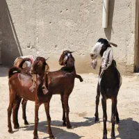 درودتان باد|حیوانات مزرعه|لامرد, |دیوار