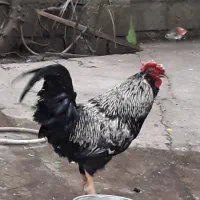 دو عدد خروس گلین زیبا وسلامت