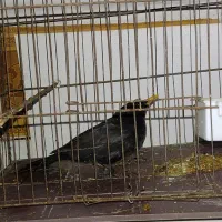 مرغ مینا|پرنده|اهواز, زیباشهر|دیوار