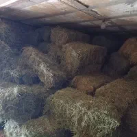 یونجه بز گاو گوسفند|حیوانات مزرعه|خاوه, |دیوار