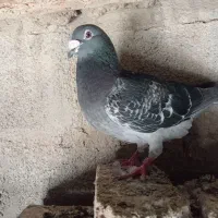 پرنده|پرنده|نمین, |دیوار