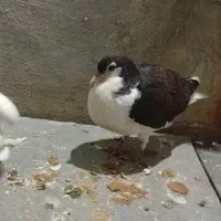 کبوتر|پرنده|شوشتر, |دیوار