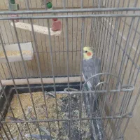 عروس