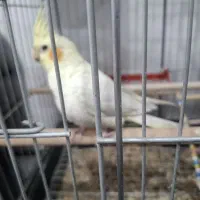 عروس هلندی دستی دستی ماده