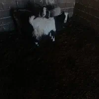 بـز|حیوانات مزرعه|طاغنکوه, |دیوار