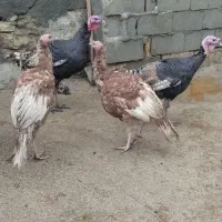 بوقلمون کردی  .محلی مخصوص ماه  رمضان.در میرآباد