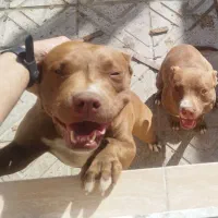 آمریکن پیت بول