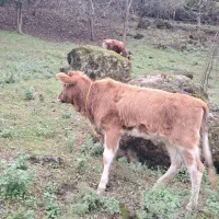 گاو لیشه چالوسی خوشگل و آرام|حیوانات مزرعه|رشت, کوی مهر|دیوار