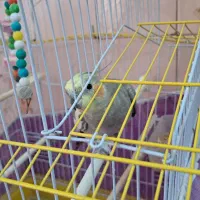 عروس هلندی با قفس|پرنده|میانه, |دیوار