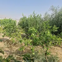 فروش زمین ۵۸۵ متری|فروش زمین و ملک کلنگی|ایذه, |دیوار