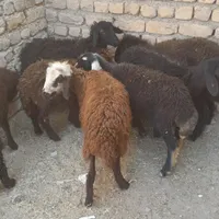 بره نر وماده|حیوانات مزرعه|زنجان, |دیوار