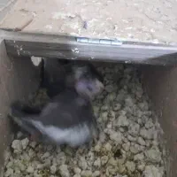 جوجه عروس هلندی 25روزه