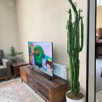 گلدان کاکتوس خاص