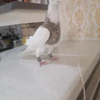 طوقی هفرنگ پرشی بقور