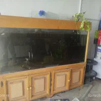 اکواریم بزرگ و زیبا|ماهی|خمین, |دیوار