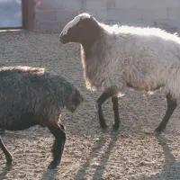 قوچ|حیوانات مزرعه|سیرجان, |دیوار