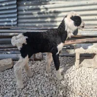 یک راس بره شیری ماده ذات دار