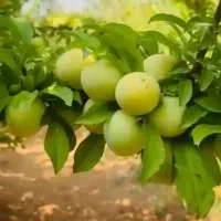 کود فروت ست/ میخوای میوه درختت ۲ برابر شه|گل و گیاه طبیعی|تهران, شادمان|دیوار