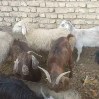 میش و بز و کهره|حیوانات مزرعه|کربال, |دیوار