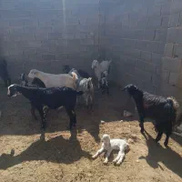 10عددگیسه|حیوانات مزرعه|ششده و قره بلاغ, |دیوار