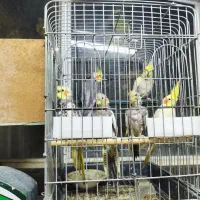 طوطی عروس هلندی|پرنده|شهریار, حصار ساتی|دیوار