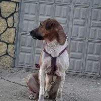 واگذاری پژدر ۱۸ماهه و خراسانی ۱۱ ماهه