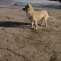 واگذاری سگ|سگ|کرمانشاه, |دیوار