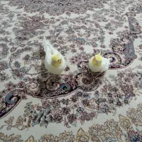 عروس هلندی