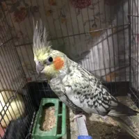 عروس‌ هلندی