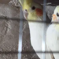 عروس هلندی مولد