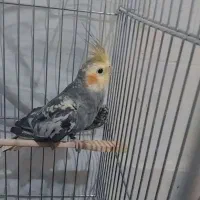 عروس هلندی|پرنده|پلدشت, |دیوار