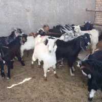 کهره چاق