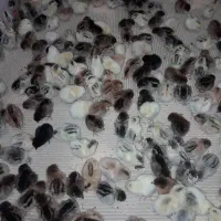 فروش تخم نطفه دار گلپایگان