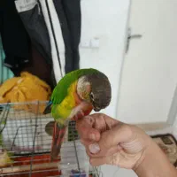 گرینچیک یلو ساید|پرنده|پرند, فاز ۴|دیوار