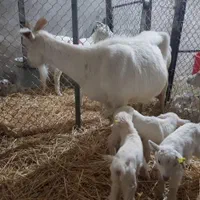 فروش بز مورسیا ، بز سانن،..|حیوانات مزرعه|اصفهان, مولوی|دیوار