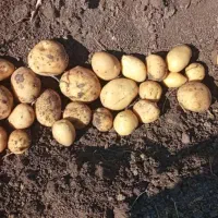 سیب زمینی کلمبا وارداتی ۴۰۲ بذری