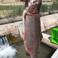 قزل آلا زنده ماهی سردابی|ماهی|تالش, هشتپر|دیوار