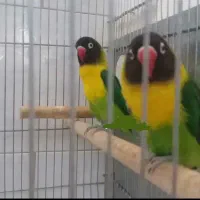 جفت مولد(تضمینی) یقه زرد ارجینال