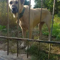 واگذاری سگ ماده سراب نسل بزیدان