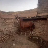 سلام هر عزیزی خاست در خدمت هستیم|اسب و تجهیزات اسب‌سواری|مبارکه, |دیوار