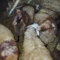 فروش دام|حیوانات مزرعه|سروآباد, |دیوار