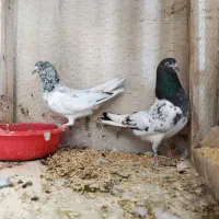 11عدد کفتر پرشی|پرنده|خلخال, |دیوار