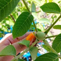 گردوی تویونت آمریکایی اصل