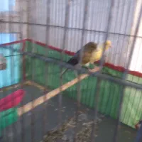 قناری ماده|پرنده|ماهان, |دیوار